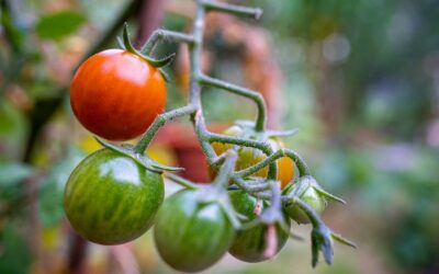 Co-créer des chemins d’abondance avec tous les êtres du jardin